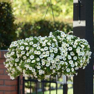 _Калибрахоа Каблум white (мульти-драже)