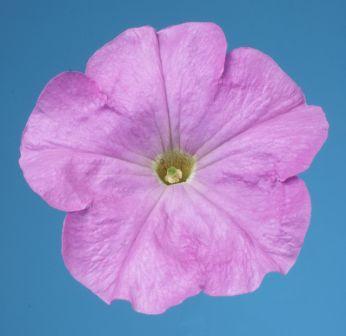 _Петуния Селебрити lilac (драже)