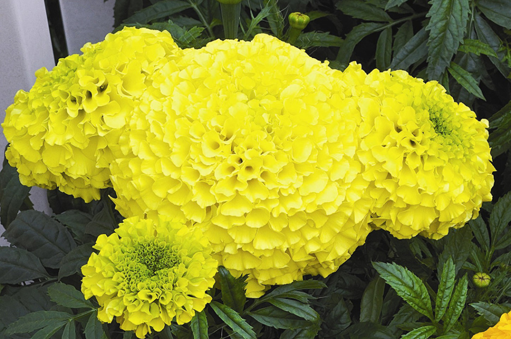 Архив Тагетес Перфекшн yellow (шлифованные)