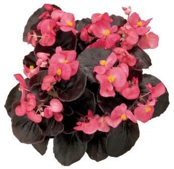 Бегония Сенатор deep rose (драже)