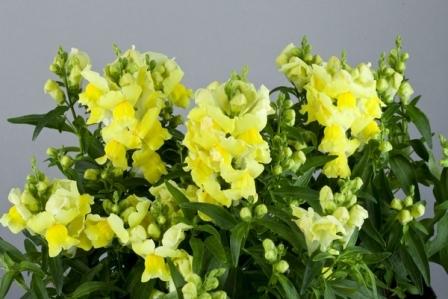 Львиный зев ФЛОРАЛ ШАУЭРС ЙЕЛЛОУ