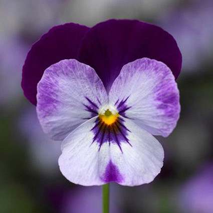 Виола Пенни denim jump-up