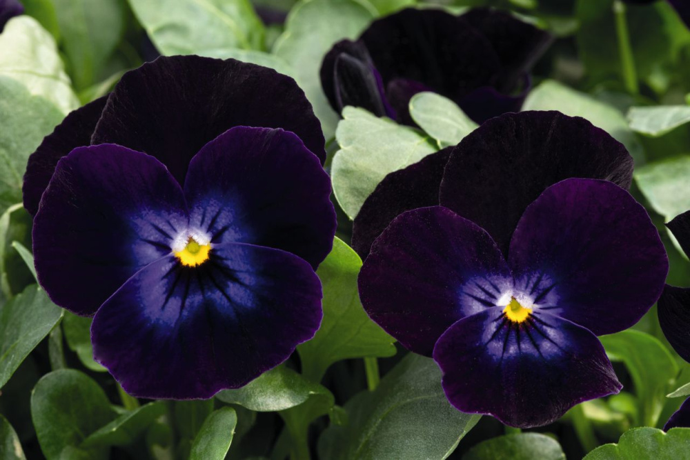 Виола Эдмайя deep purple face