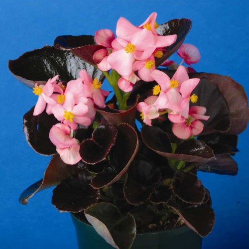Архив Бегония Эврика bronze leaf pink (драже)