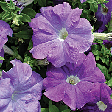 Архив Петуния Надее (драже)