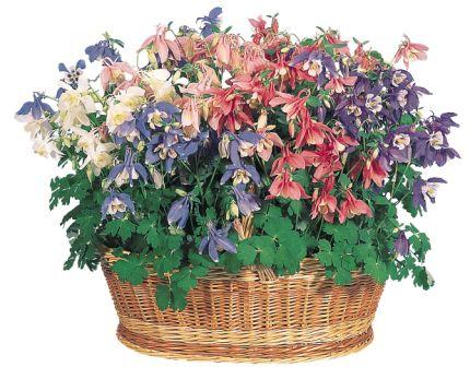 Аквилегия гибридная Спринг Меджик МИКС