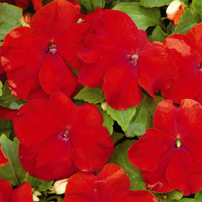 Архив Бальзамин Импреза red