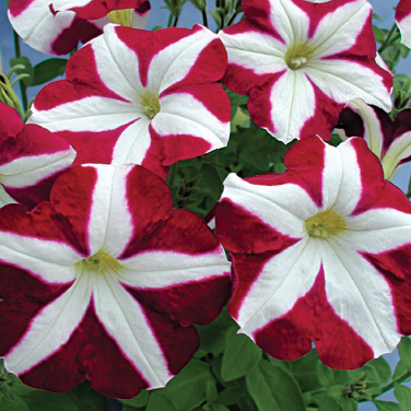 Петуния КРИСТИНА (драже)