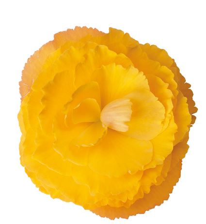 Бегония Фортуна golden shades (драже)