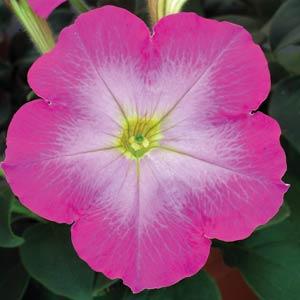 _Петуния Мираж lavender glow