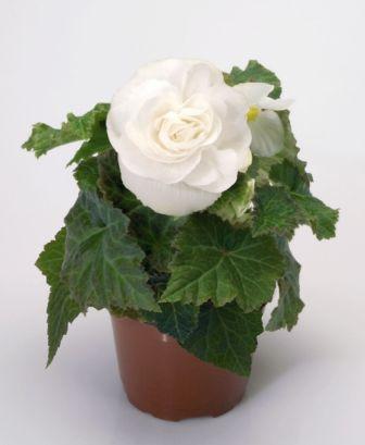 Архив Бегония Нью Стар white