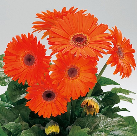 Архив Гербера Ройял deep orange