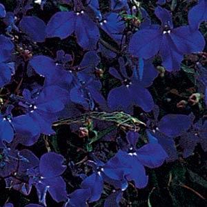 _Лобелия Регатта midnight blue