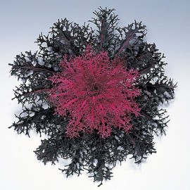 Капуста декоративная ПИКОК РЕД