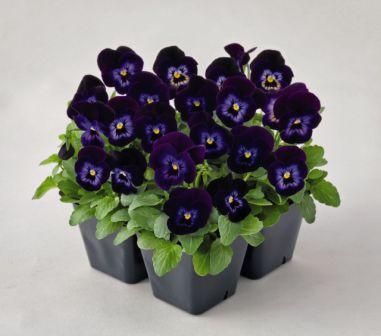 Виола Эдмайя denim