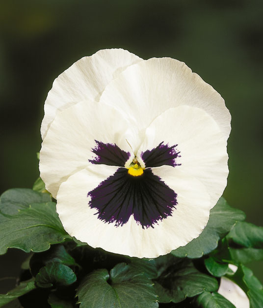 Архив Виола Ультима white with blotch