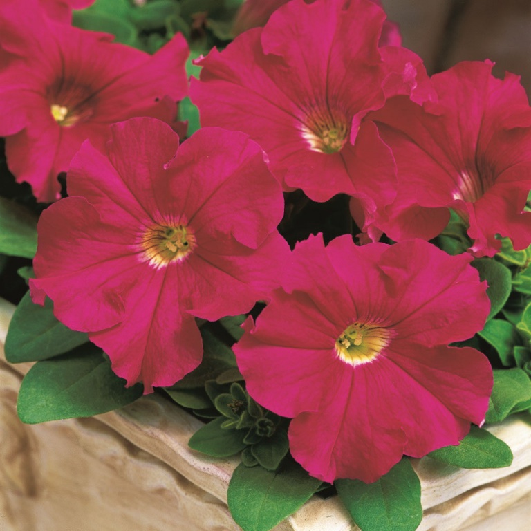 Петуния ТРИТУНИЯ РОУЗ