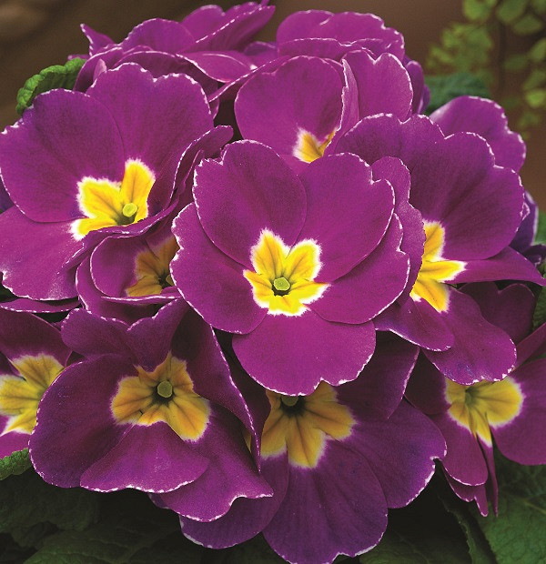 _Примула Примера violet shades (primed семена)