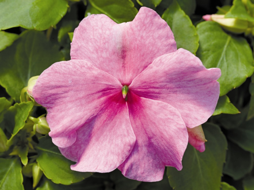 Бальзамин АКЦЕНТ ПРЕМИУМ ПИНК