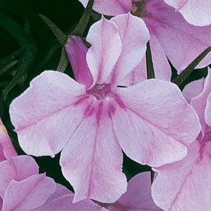 _Лобелия Ривьера lilac 