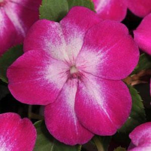 _Бальзамин Супер Элфин XP rose starburst