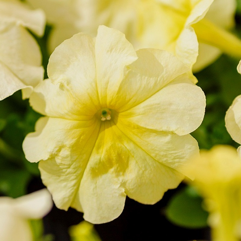 Петуния МАМБО GP ЙЕЛЛОУ ЛАЙМ (драже)