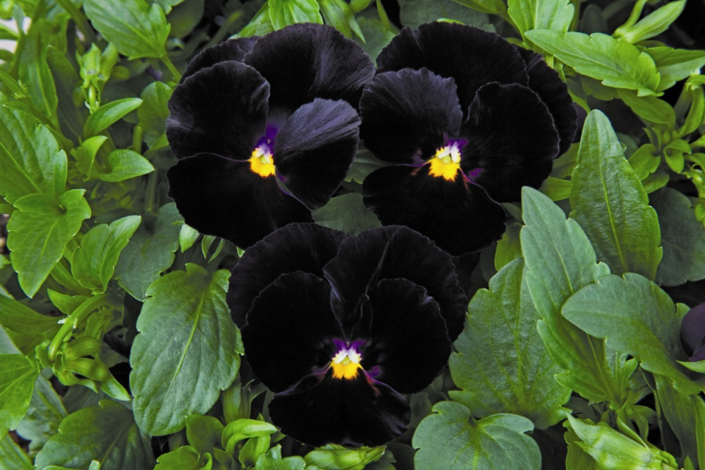 _Виола Марипоза black
