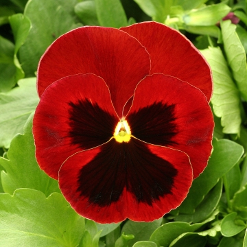 Архив Виола Магнум red blotch