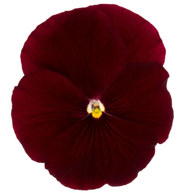 Виола Премьер clear scarlet