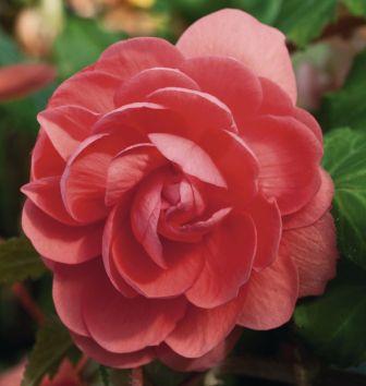 Бегония Иллюминейшн salmon pink (драже)