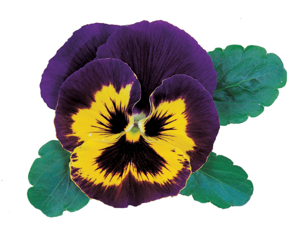 Виола Ультима baron purple