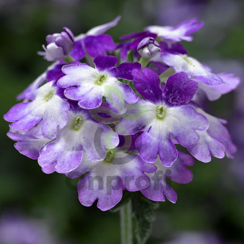 Вербена Тускани twister purple shades