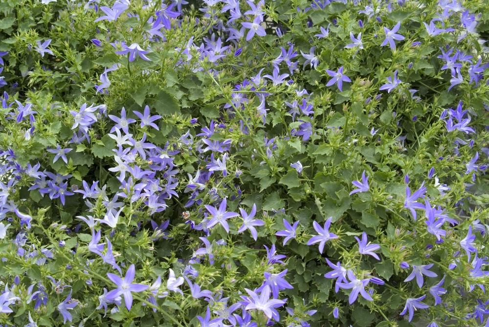 _Колокольчик Пожарского