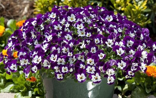 Виола Фрифол purple & white