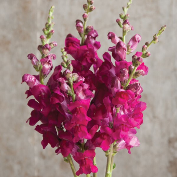 Львиный зев ПОТОМАК РОЯЛ