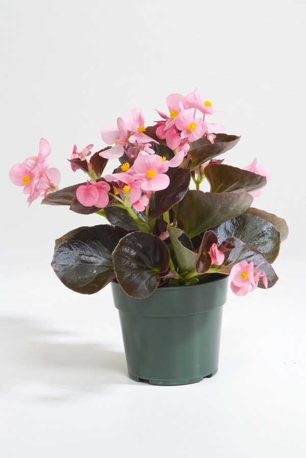 Бегония Эмпера pink (драже)