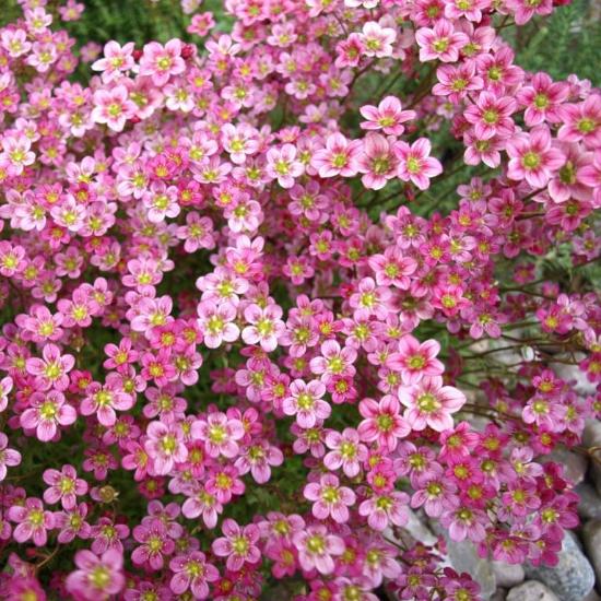 Камнеломка ЛОФТИ ПИНК ШЕЙДЗ