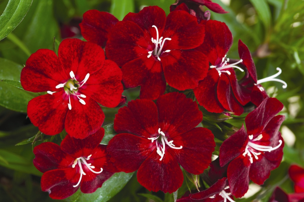 _Гвоздика Диабунда crimson (драже)