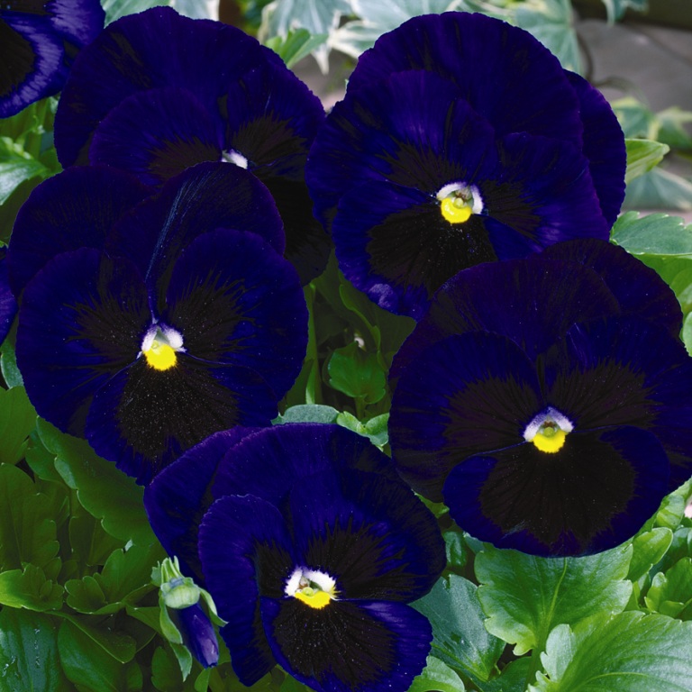 Архив Виола Карма deep blue blotch