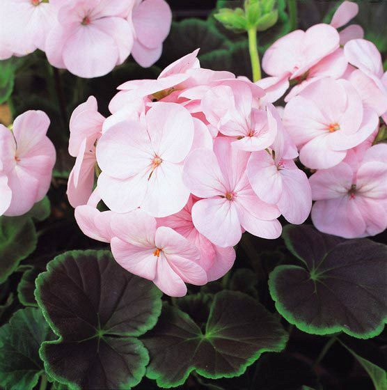 _Пеларгония (герань) Буллз Ай light pink (покрытые оболочкой)