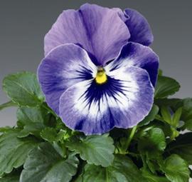 Виола ДЕЛЬТА МАРИНА