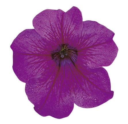 Петуния ИГЛ ПЛАМ ВАЙН