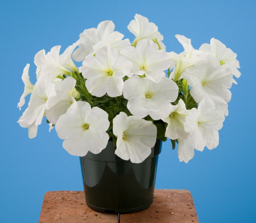 _Петуния Эваланч white (драже)