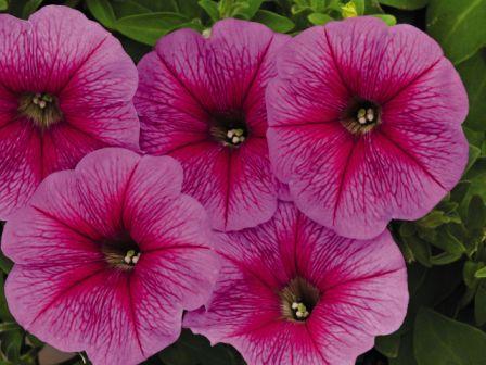 Архив Петуния Саксес pink vein (драже)