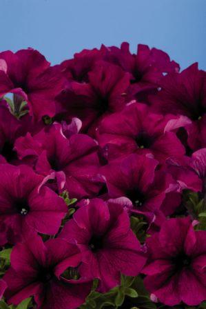 Архив Петуния Аладин burgundy (драже)