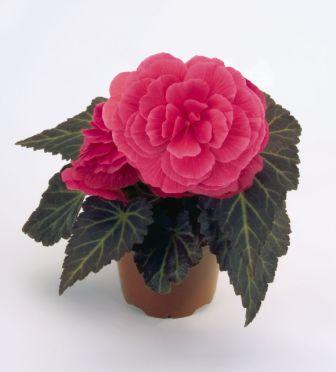 Бегония Нонстоп Мокка light pink shades (драже)