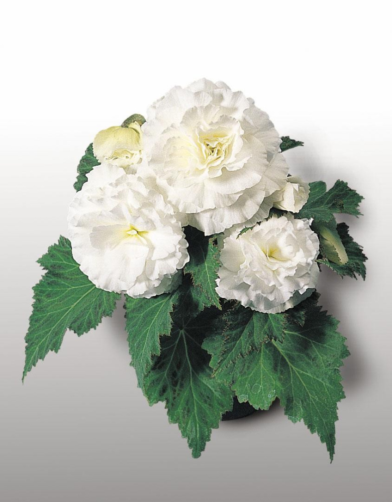 Бегония Лимитлес cream shades (драже)