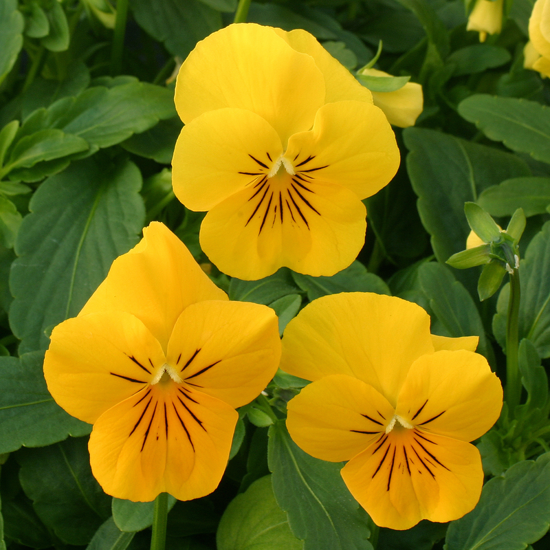 Виола АНГЕЛ ДИП ЙЕЛЛОУ