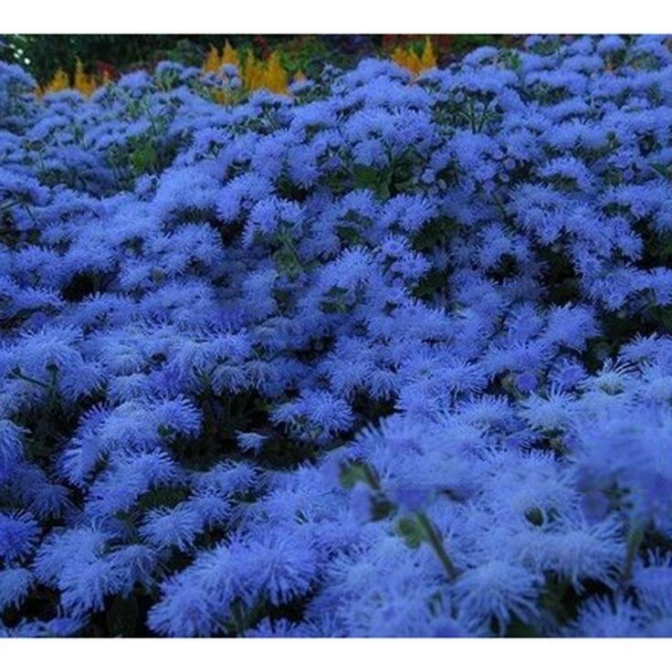 Агератум мексиканский МАРКЕТ ГРОВЕРС БЛУ