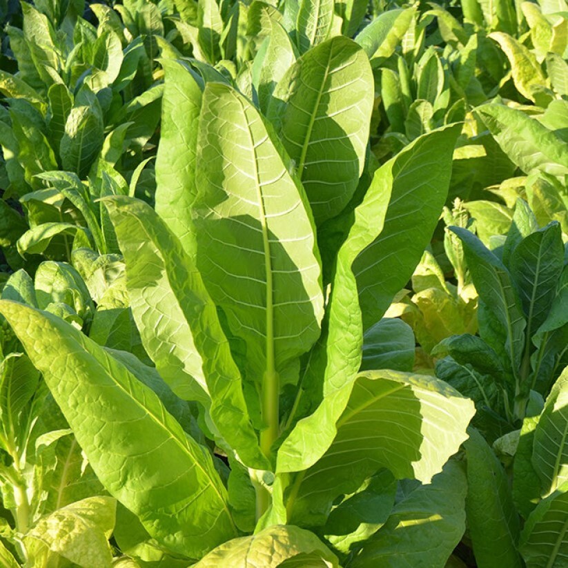 Табак Вирджиния 